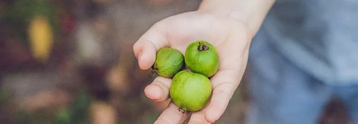 Hand hält Kiwis